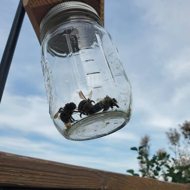 ✨Hot Sale 50% OFF--🔥Handmade Carpenter Bee Trap